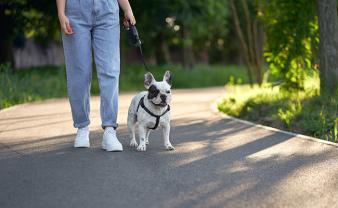 Demander un promeneur
