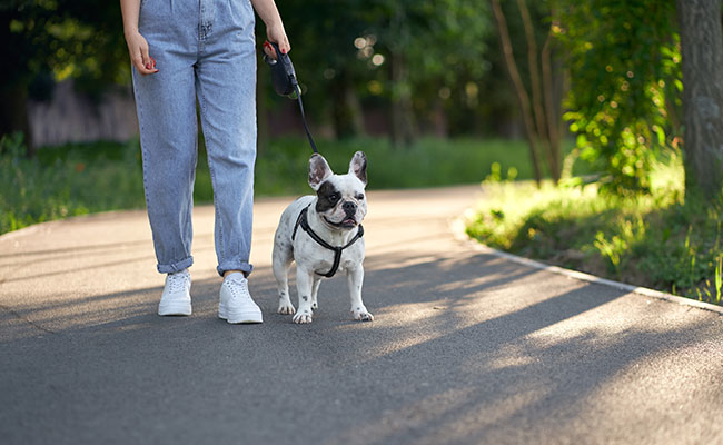 Service promeneur chien 92 entre particuliers
