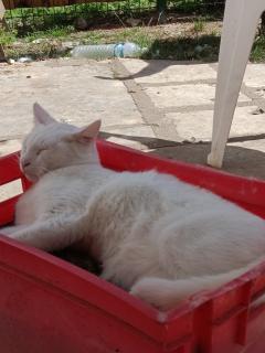 Service : garde animaux Service : garde animaux