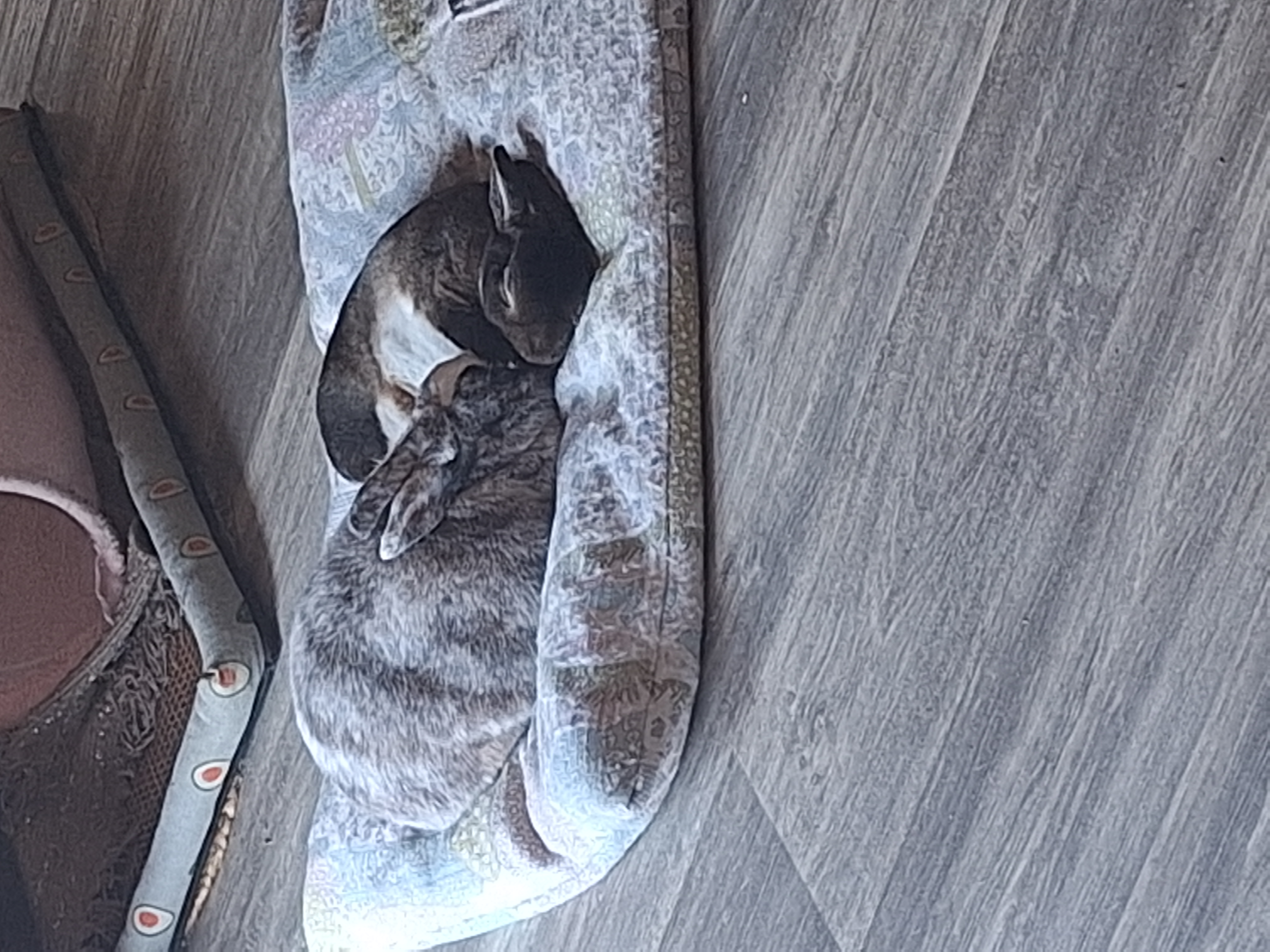 Service garde lapin entre particuliers (91)
