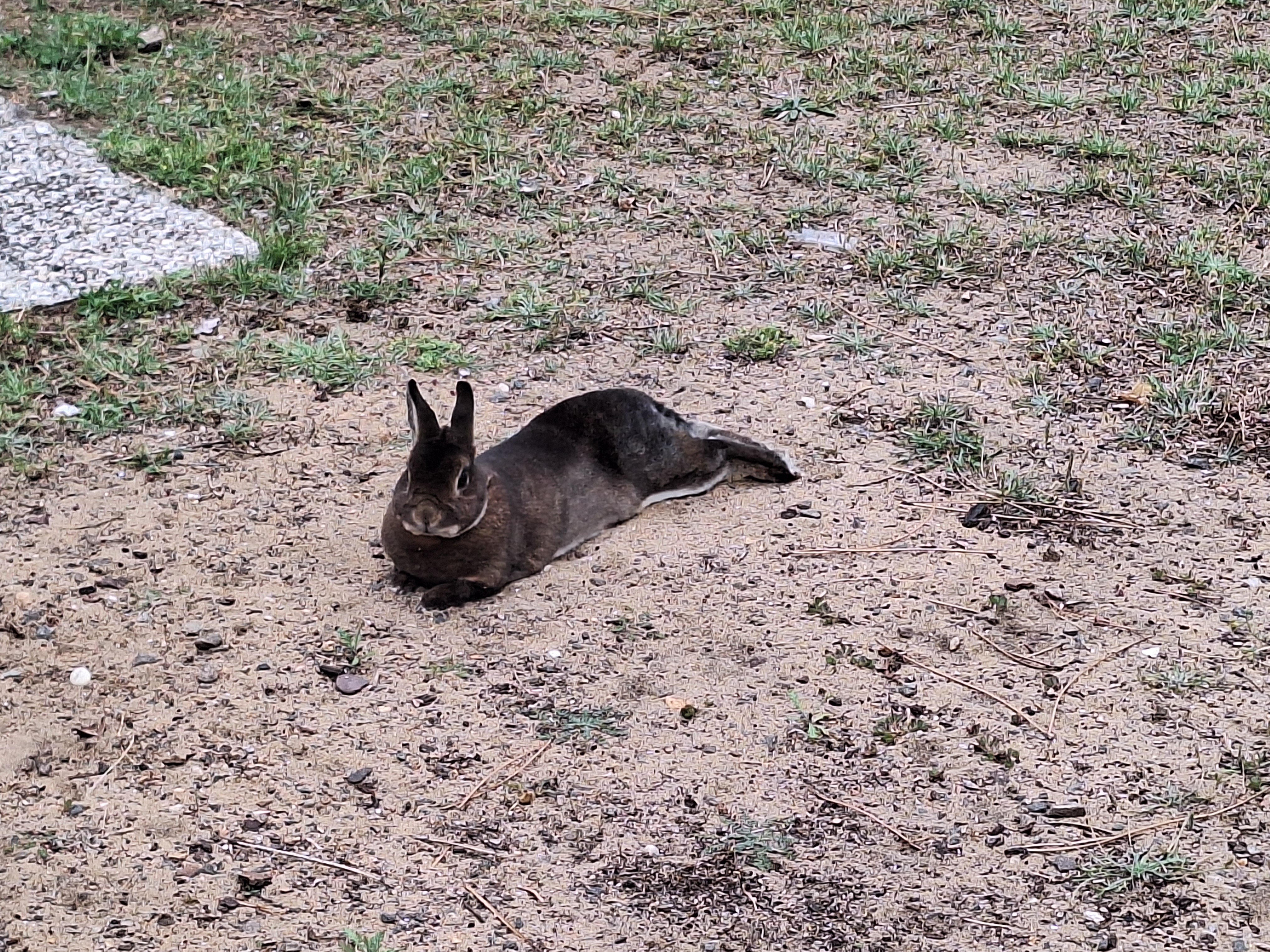Service garde lapin entre particuliers (91)
