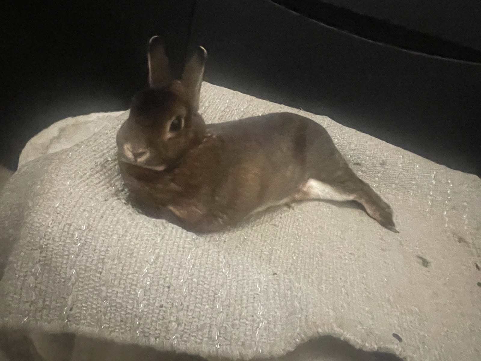 Service garde lapin entre particuliers (91)