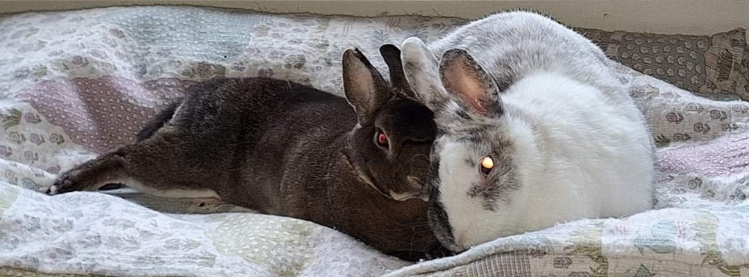 Service garde lapin entre particuliers (91)