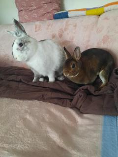 Service : garde lapin Service : garde lapin