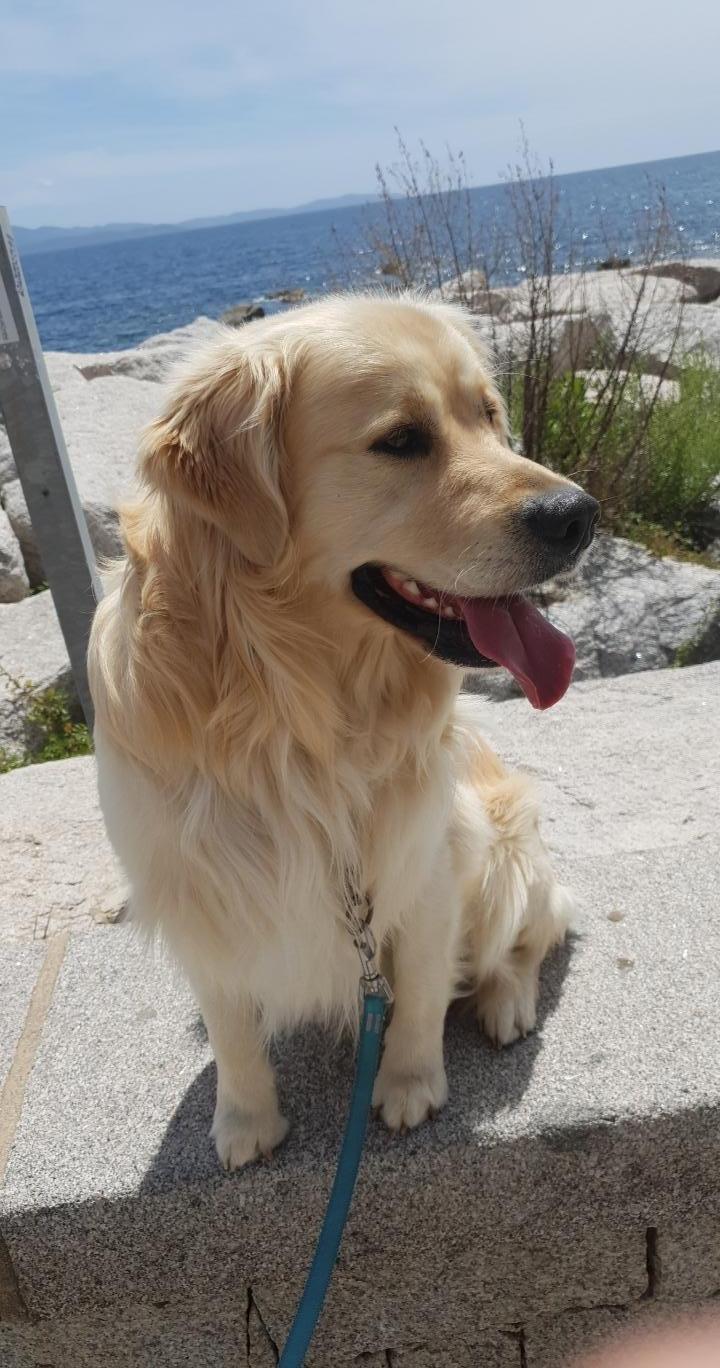 Service chien 20 entre particuliers