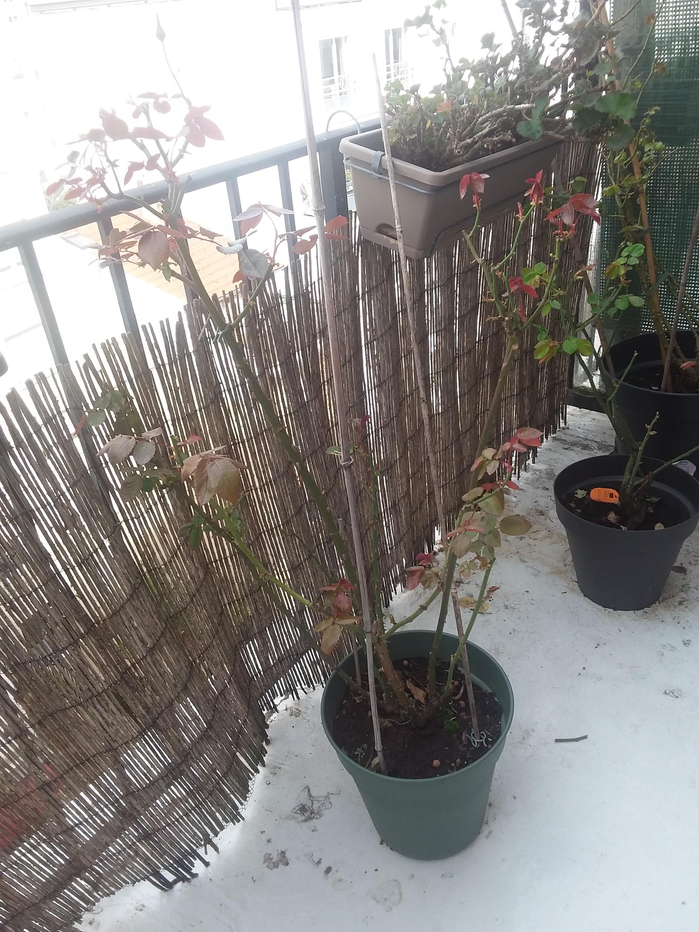 Service jardinage 75 entre particuliers