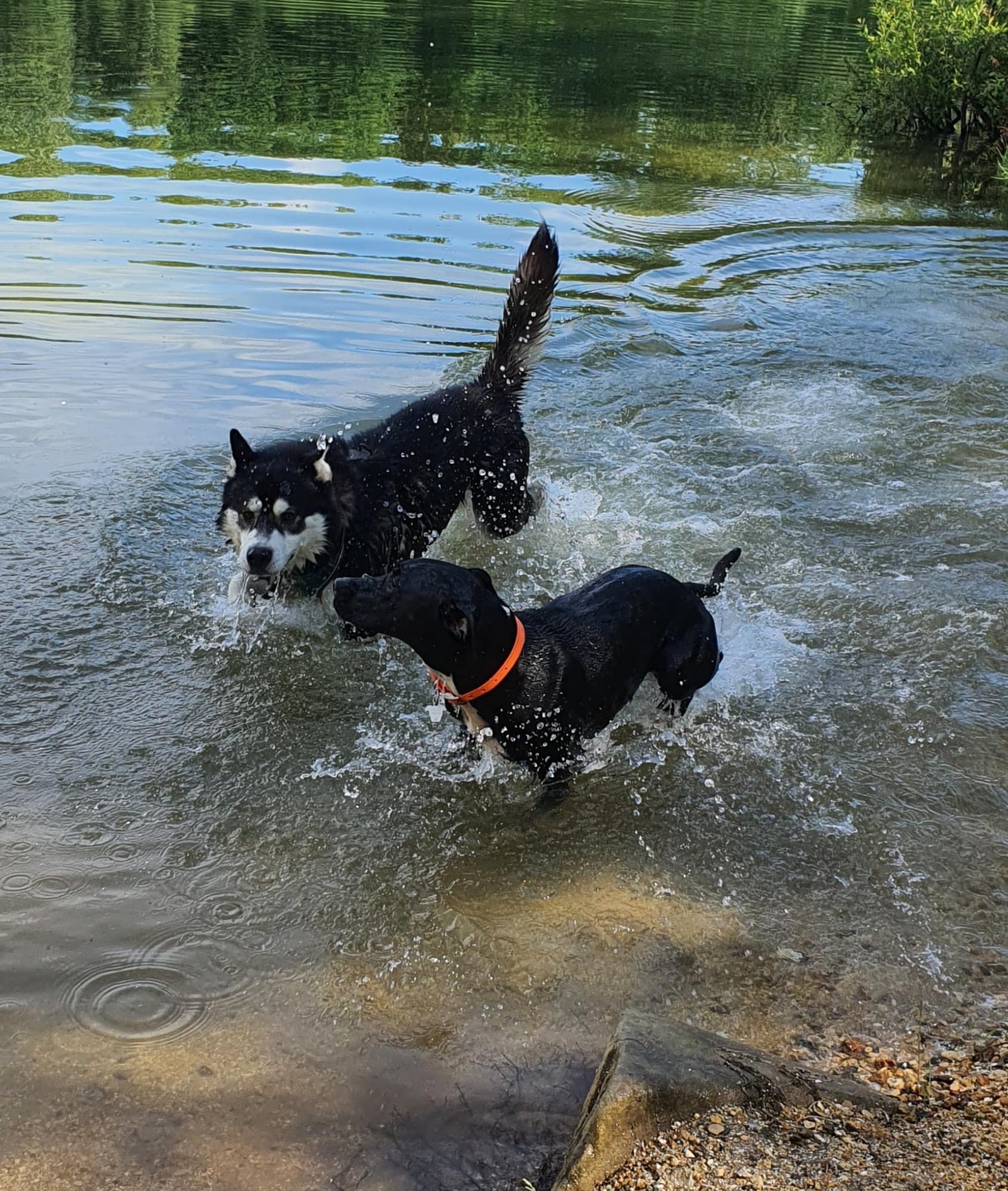Service promeneur chien 60 entre particuliers