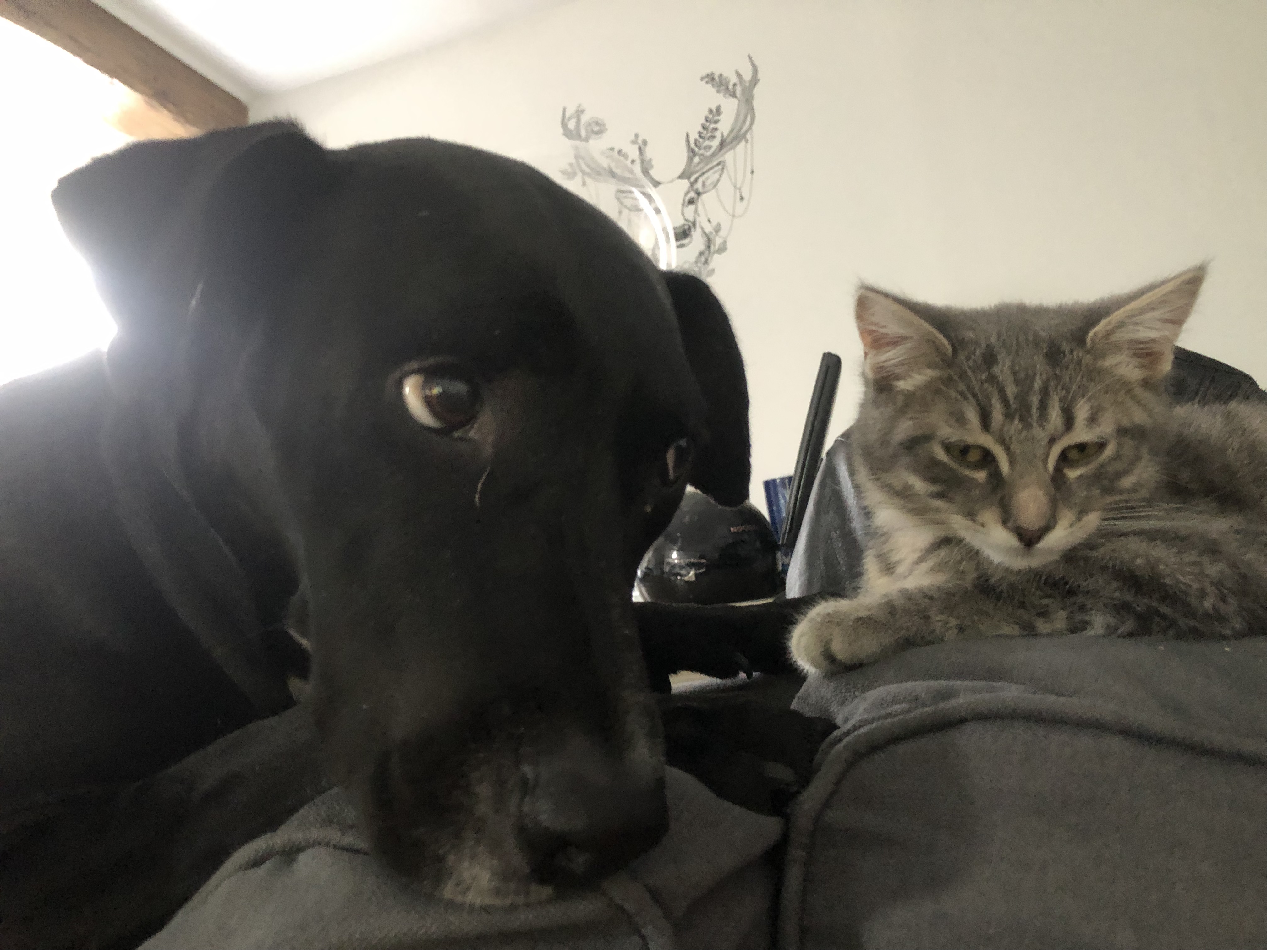 Service garde animaux 60 entre particuliers