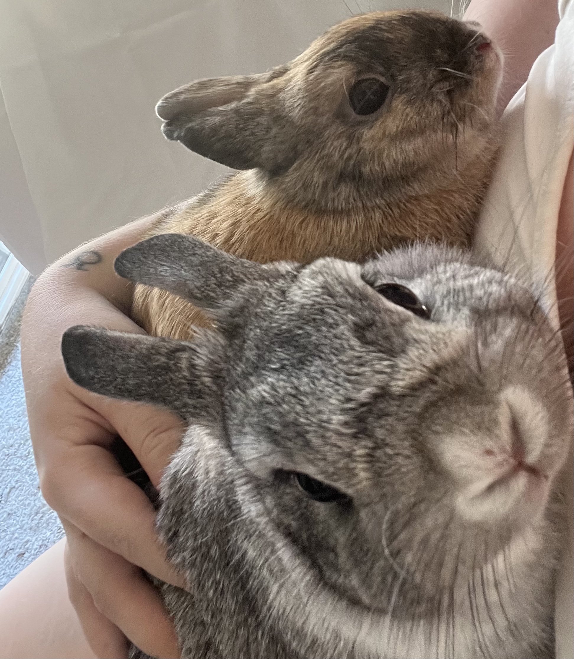 Service garde lapin 33 entre particuliers