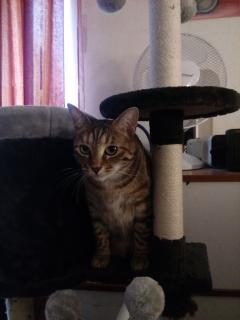 Service : chat Service : chat