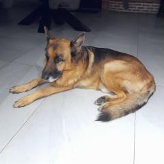 Demander ce petsitter