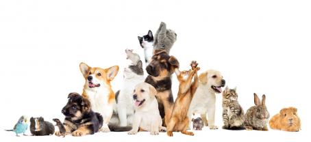 Service garde animaux entre particuliers