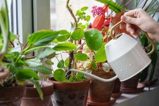 Service : arrosage Service : arrosage