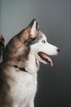 Service : chien Service : chien