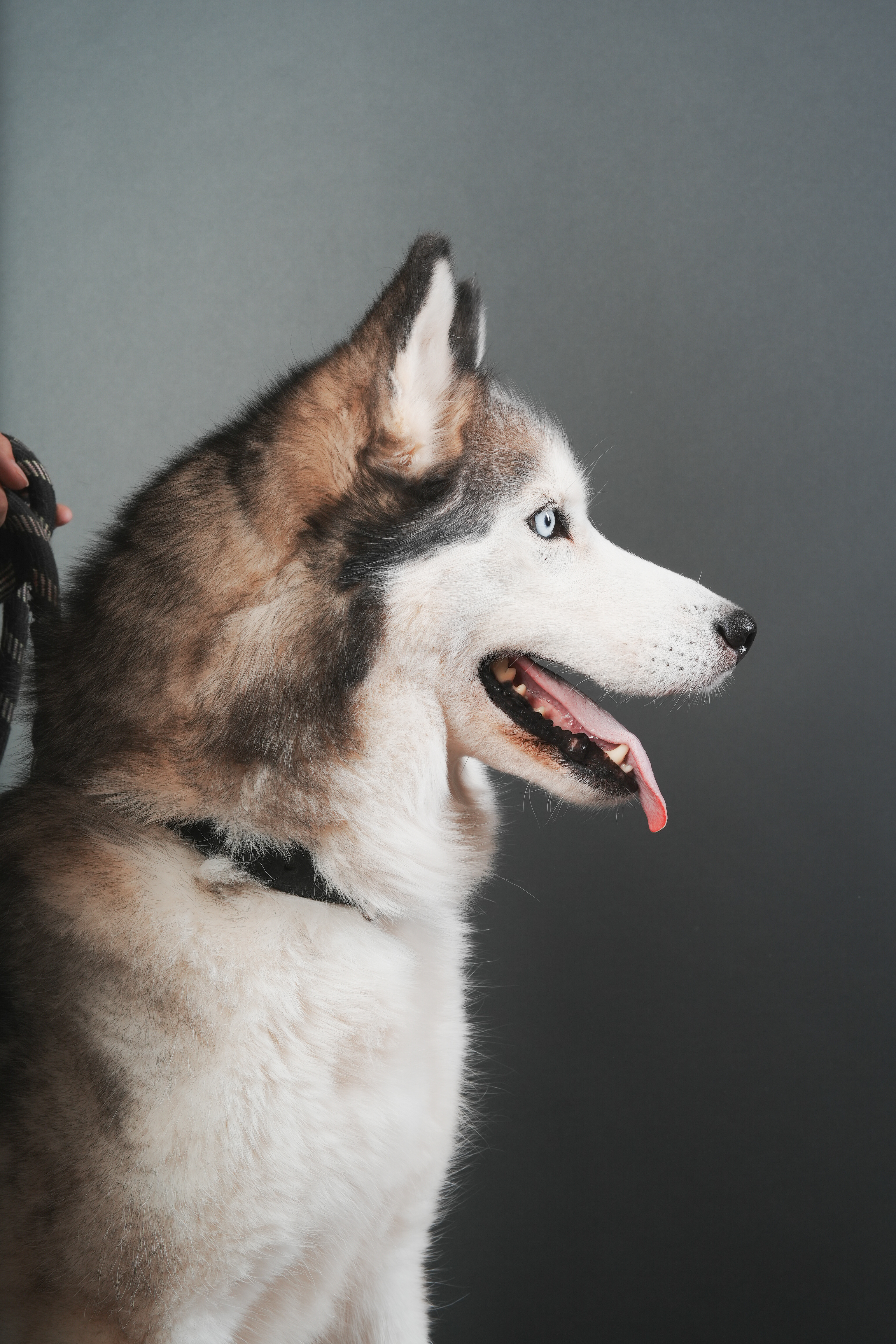 Service chien 72 entre particuliers