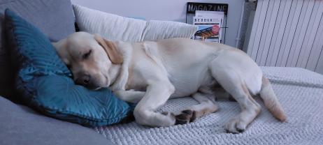 Service : garde animaux Service : garde animaux