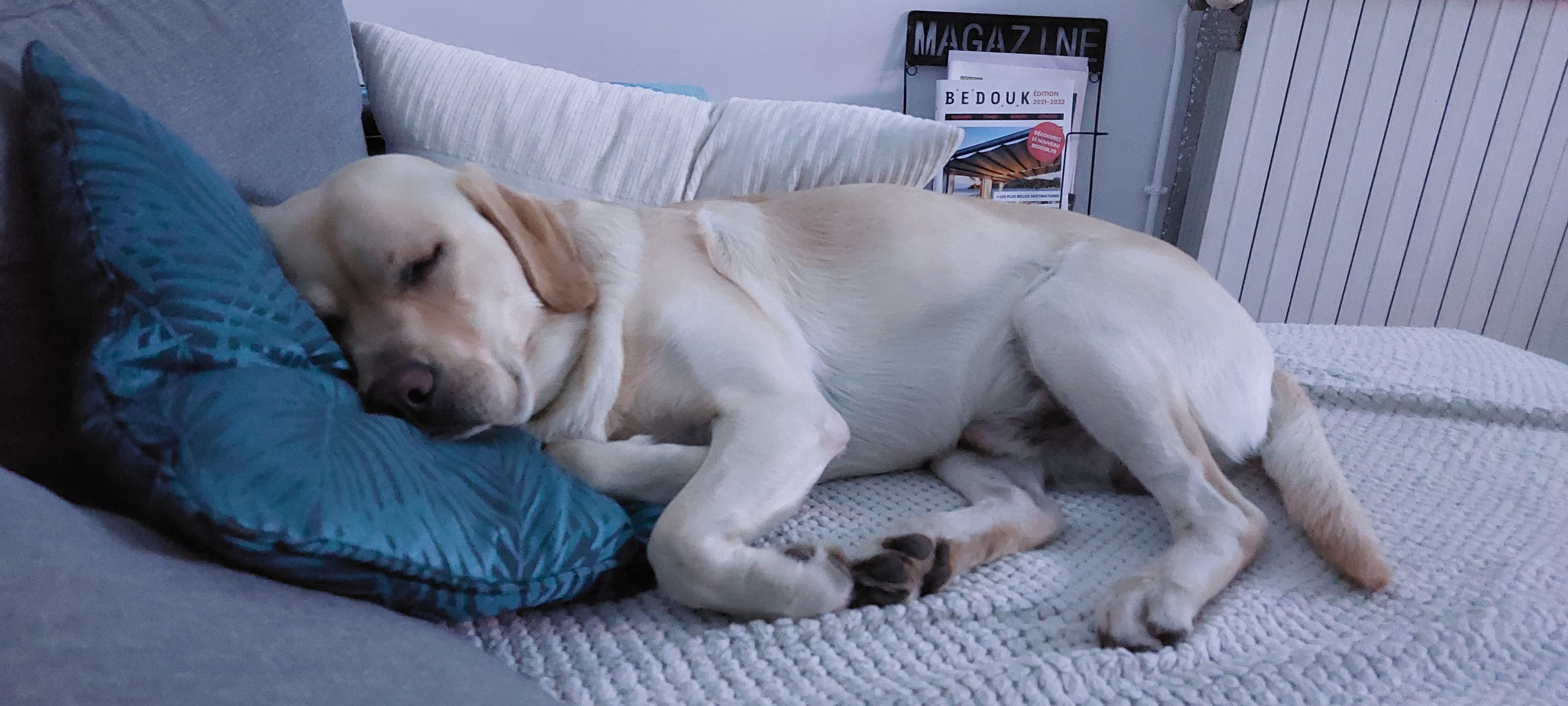 Service garde animaux 95 entre particuliers