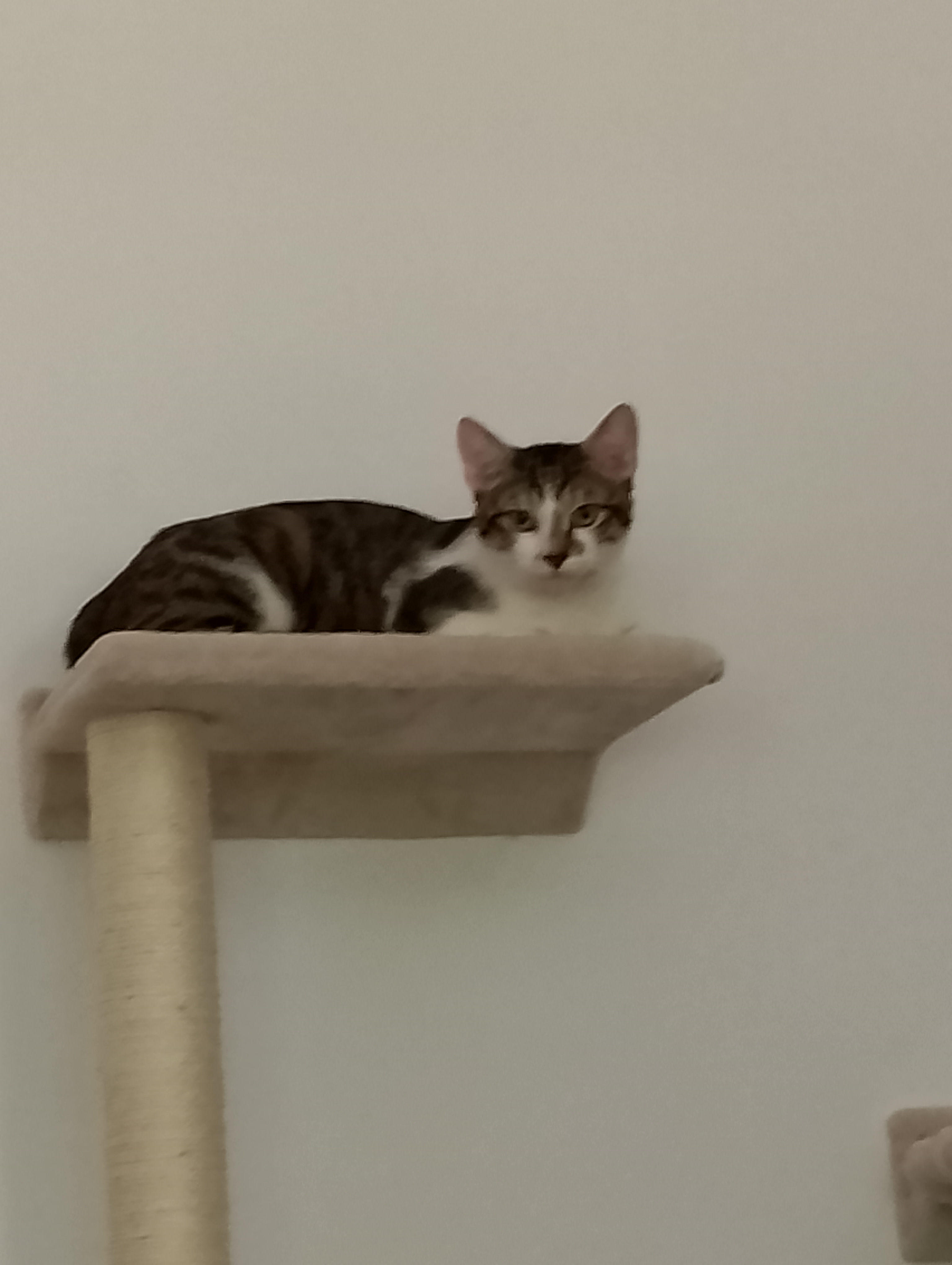 Service garde animaux entre particuliers (78)