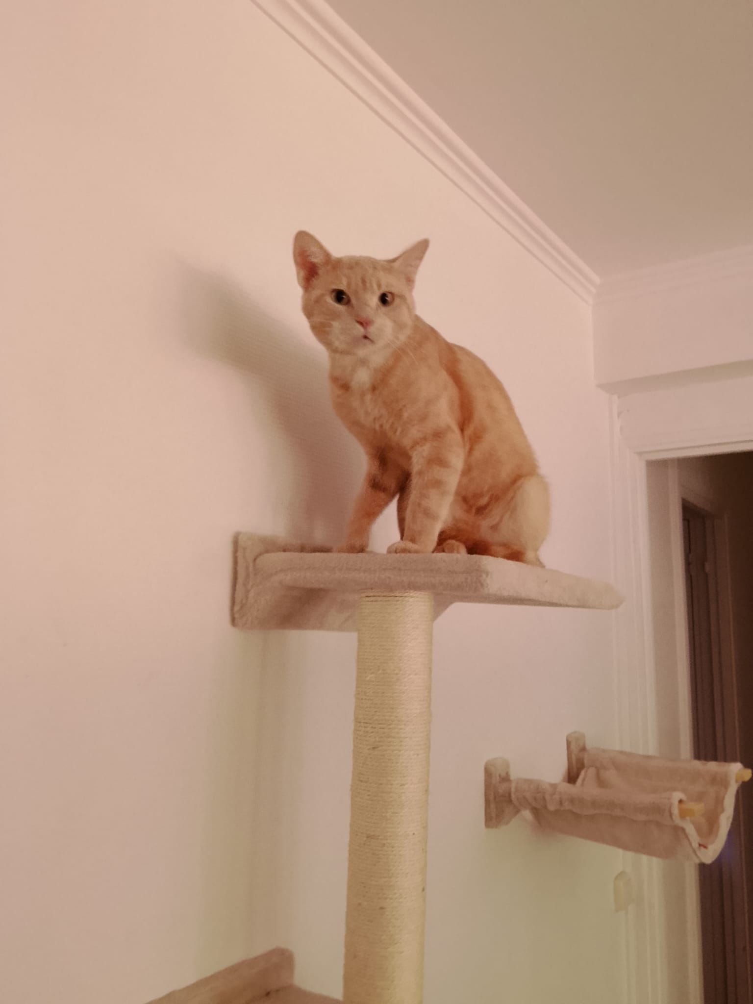 Service garde animaux entre particuliers (78)
