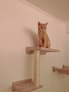 Service garde animaux