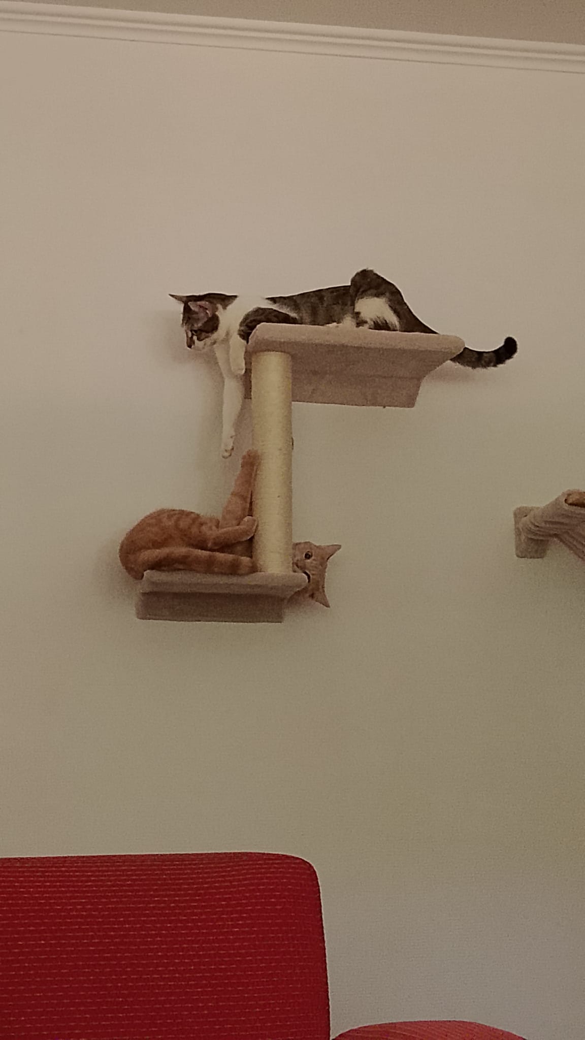 Service garde animaux entre particuliers (78)