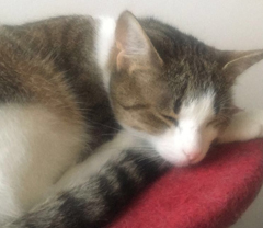 Service : chat Service : chat