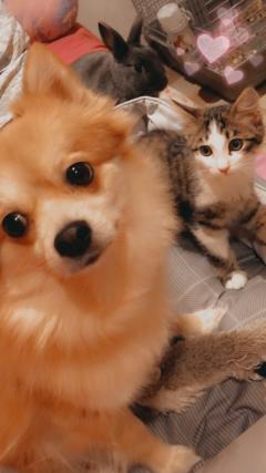 Service : garde animaux Service : garde animaux