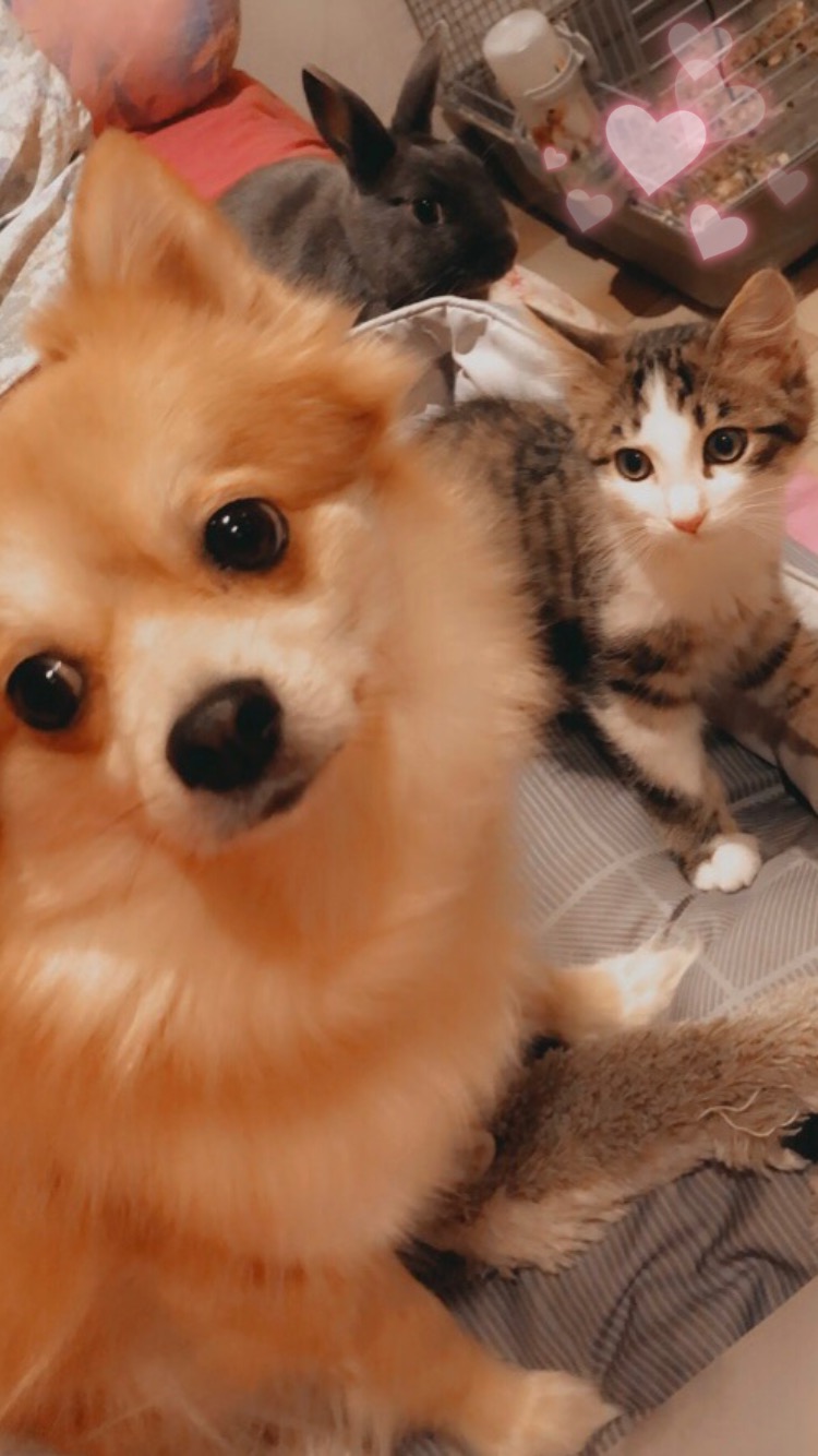 Service garde animaux 10 entre particuliers
