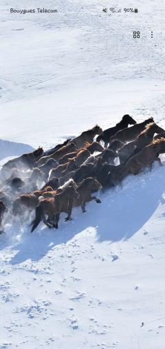 Service : garde animaux Service : garde animaux