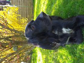 Service : tonte de pelouse Service : tonte de pelouse