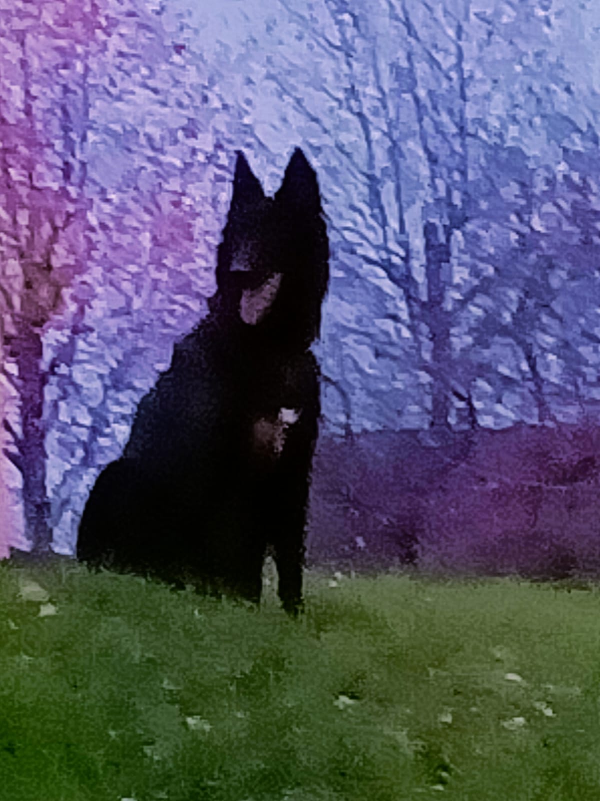 Service chien 78 entre particuliers