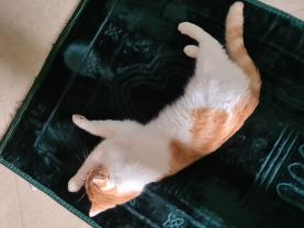 Service : chat Service : chat