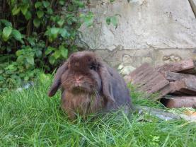 Service garde lapin entre particuliers