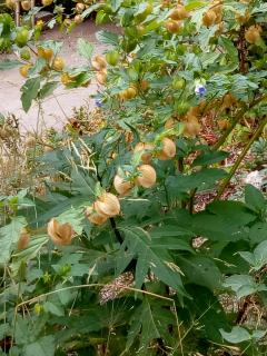 Service : tonte de pelouse Service : tonte de pelouse