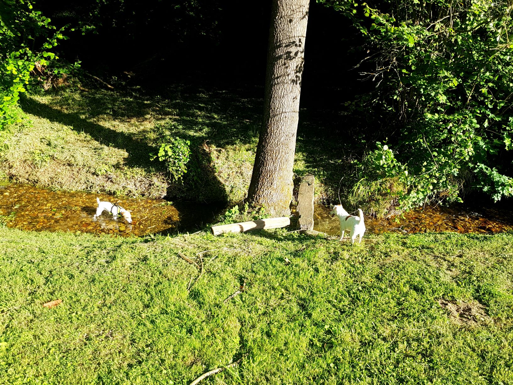 Service garde animaux 69 entre particuliers