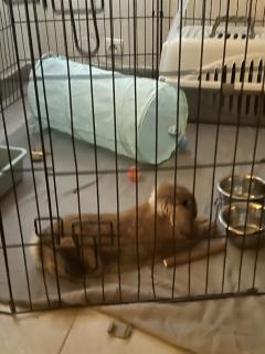 Service : garde lapin Service : garde lapin