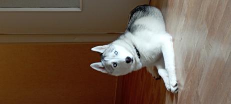 Service : chien Service : chien