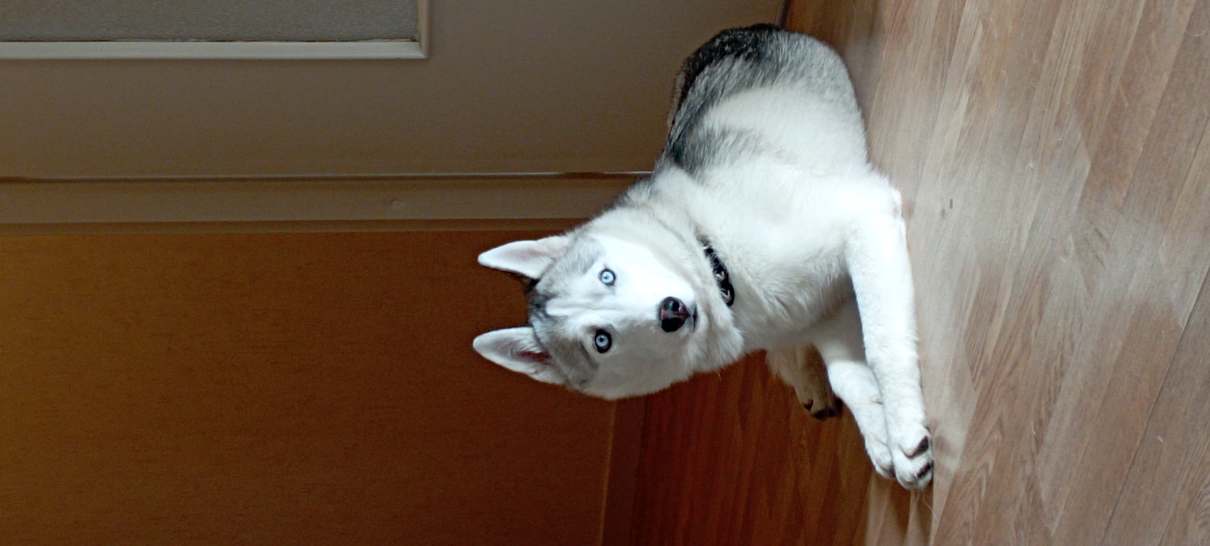 Service chien 35 entre particuliers