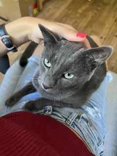 Demander ce catsitter
