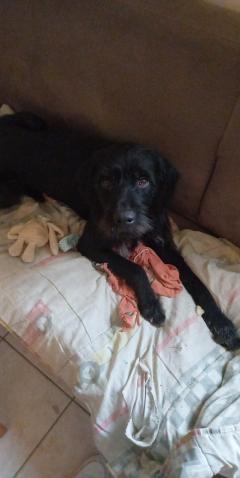 Demander ce petsitter