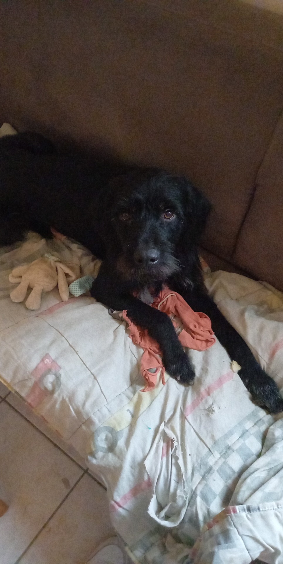 Service chien 38 entre particuliers