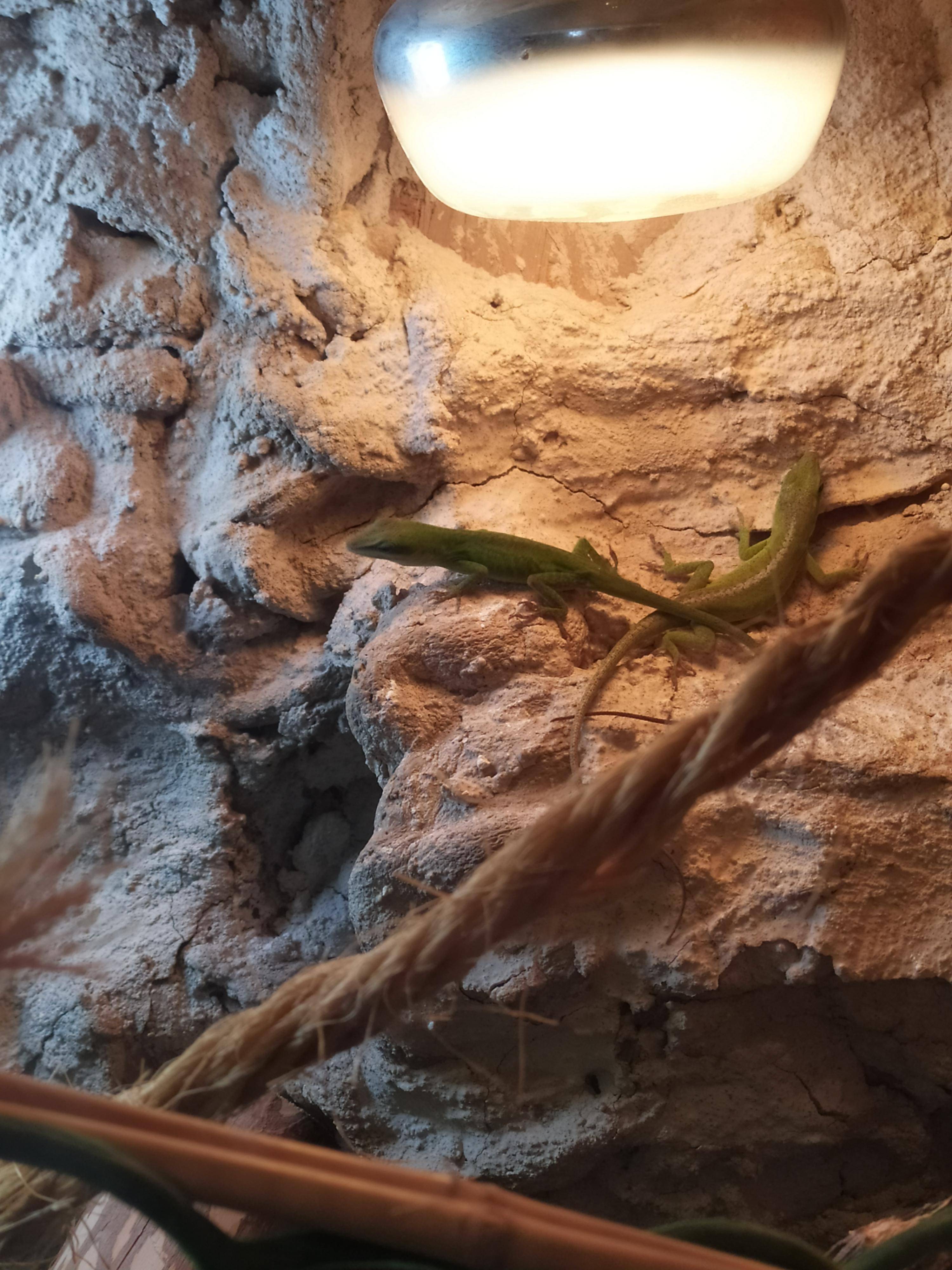 Service reptile 50 entre particuliers