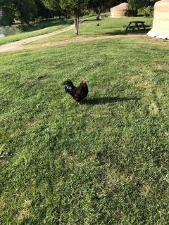 Service : tonte de pelouse Service : tonte de pelouse