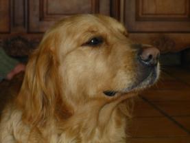 Demander ce petsitter