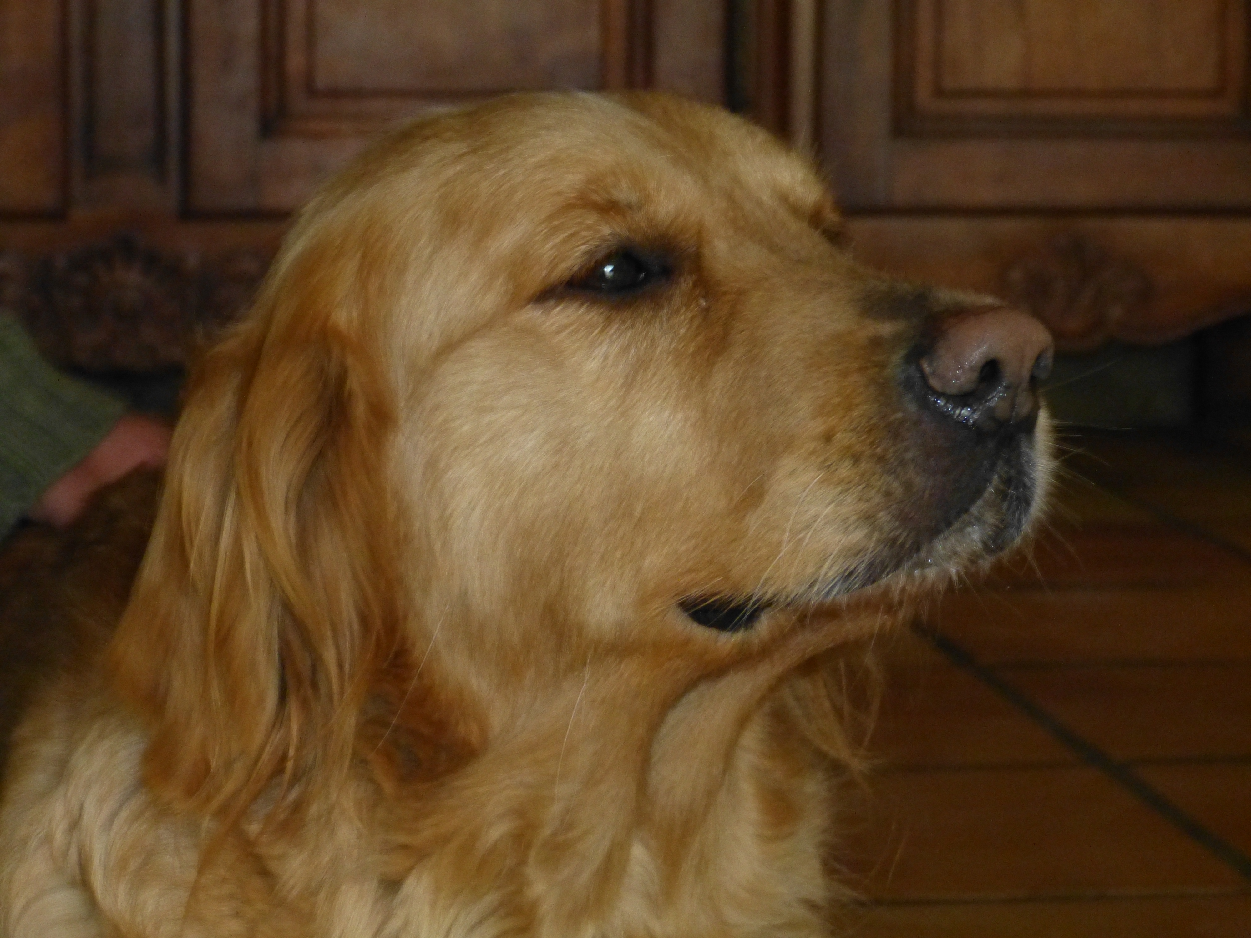 Service chien 64 entre particuliers