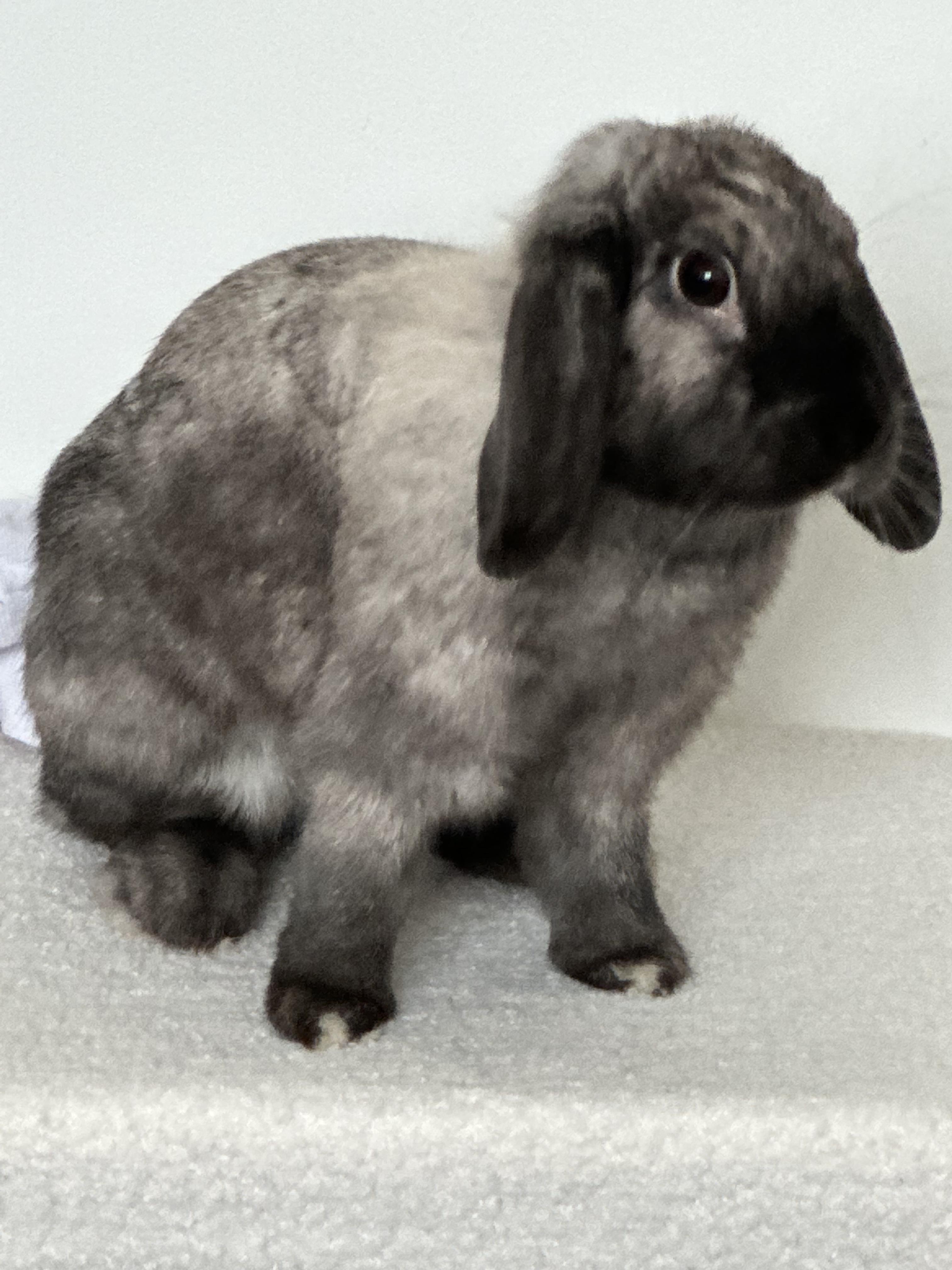 Service garde lapin 54 entre particuliers