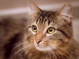 Demander ce catsitter