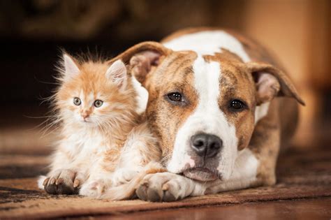 Service promeneur chien 30 entre particuliers