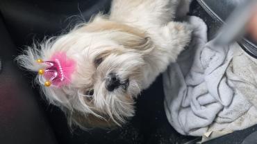 Service : chien Service : chien