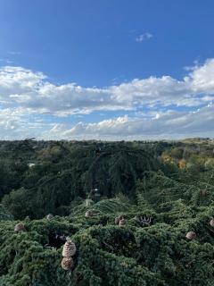 Service : elagage Service : elagage